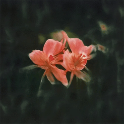 Noumena AI Florals