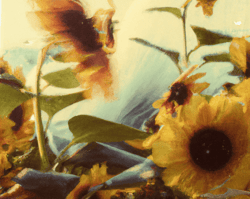 Tsunflower Chaos