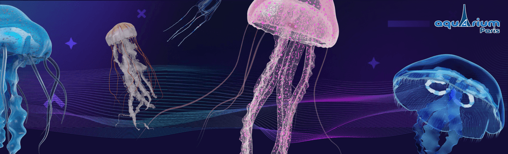 Jellyfish - Aquarium de Paris x Metaseum