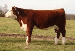 Estancia Amarillo