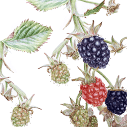 Botanical art V2