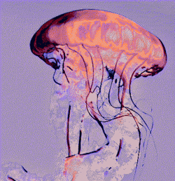 transcendent bloom