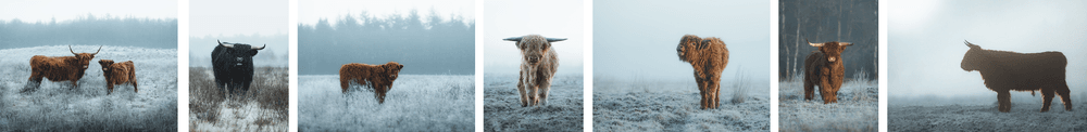 Teddycows in winter wonderland