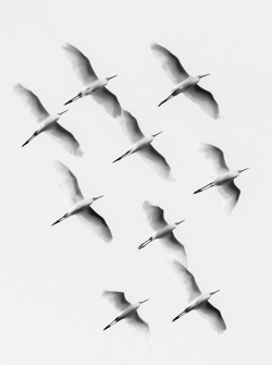 Wildlifephotography V2