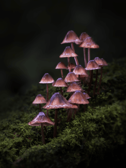 Mushrooms & More