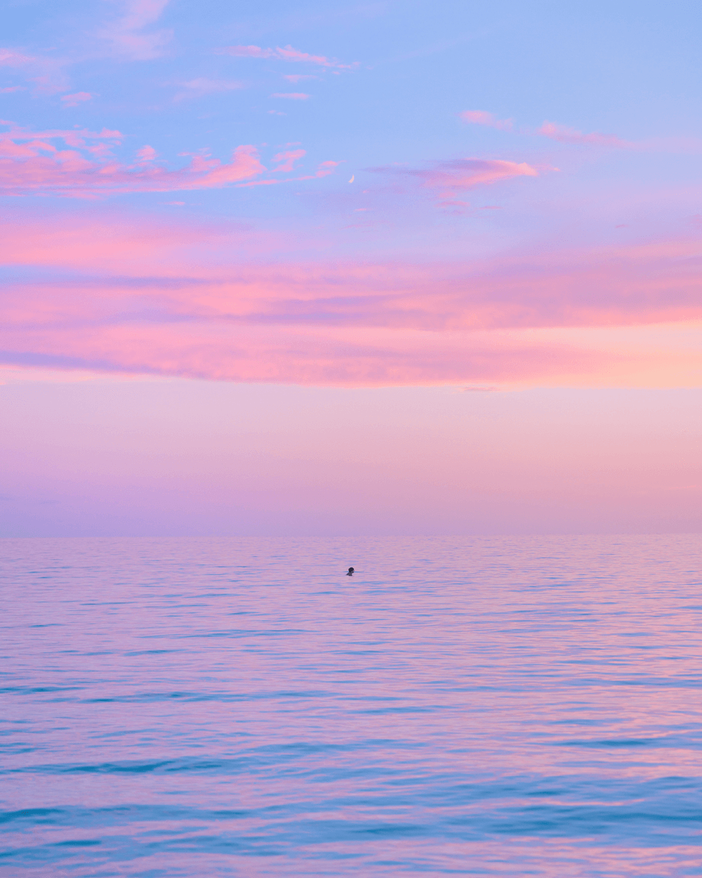 Pastel Papi - Charity Open Edition - Sunsets in Paradise