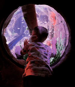 Boy and Aquarium