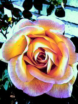 Crypto rose