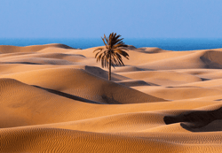 Magnificence Of Desert
