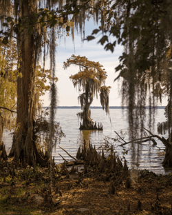 Bayou State