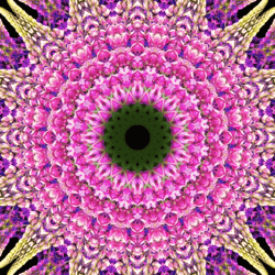 Botanical Optical Animations