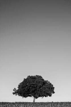 Solitary Editions