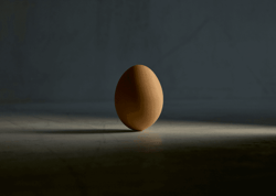 chicken.photos - The Egg