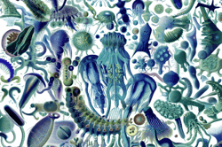 Intertidal Samples by Entangled Others