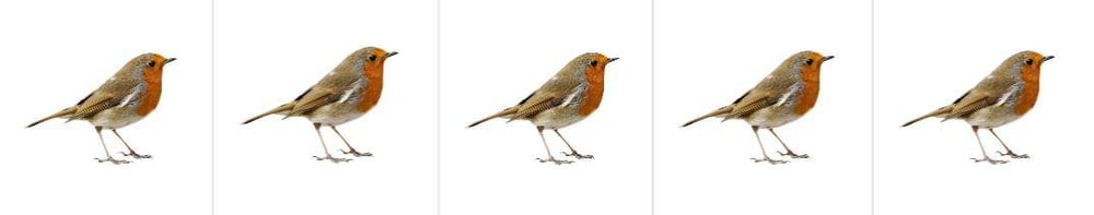 Bird Without Moon