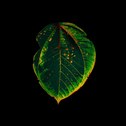 Amazonia Series