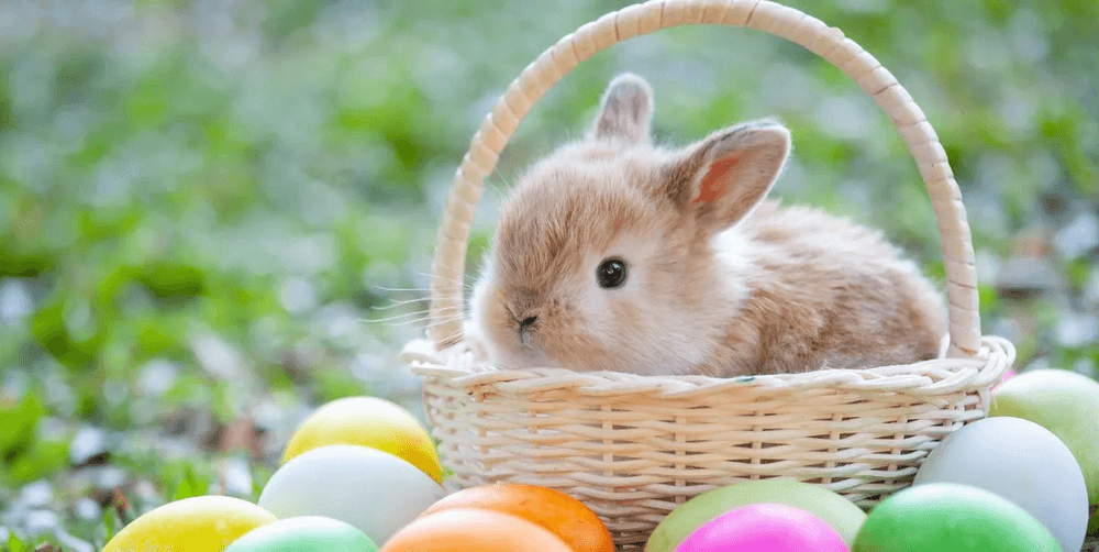 Easters Egg