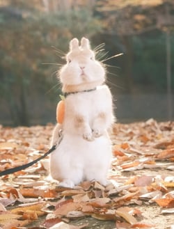 rabbit - WGLb7ba06k