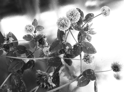 Army of Flowers V2