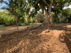 Miami Nature