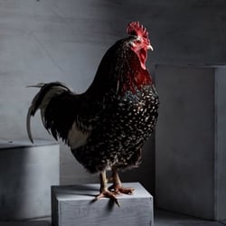 chicken.photos