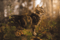 Where the Wild Cats Are