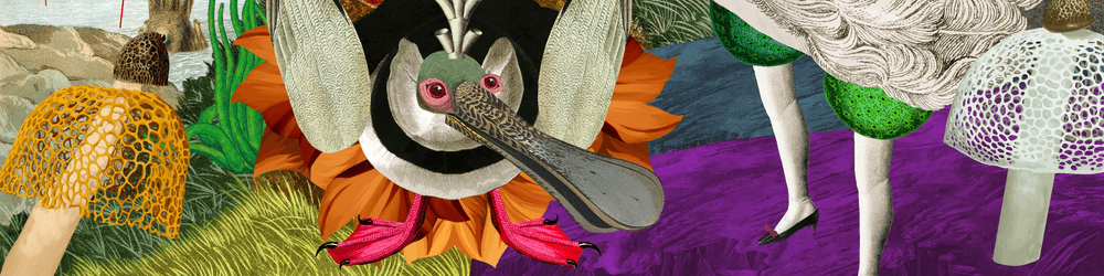 Birds of Solis - Editions
