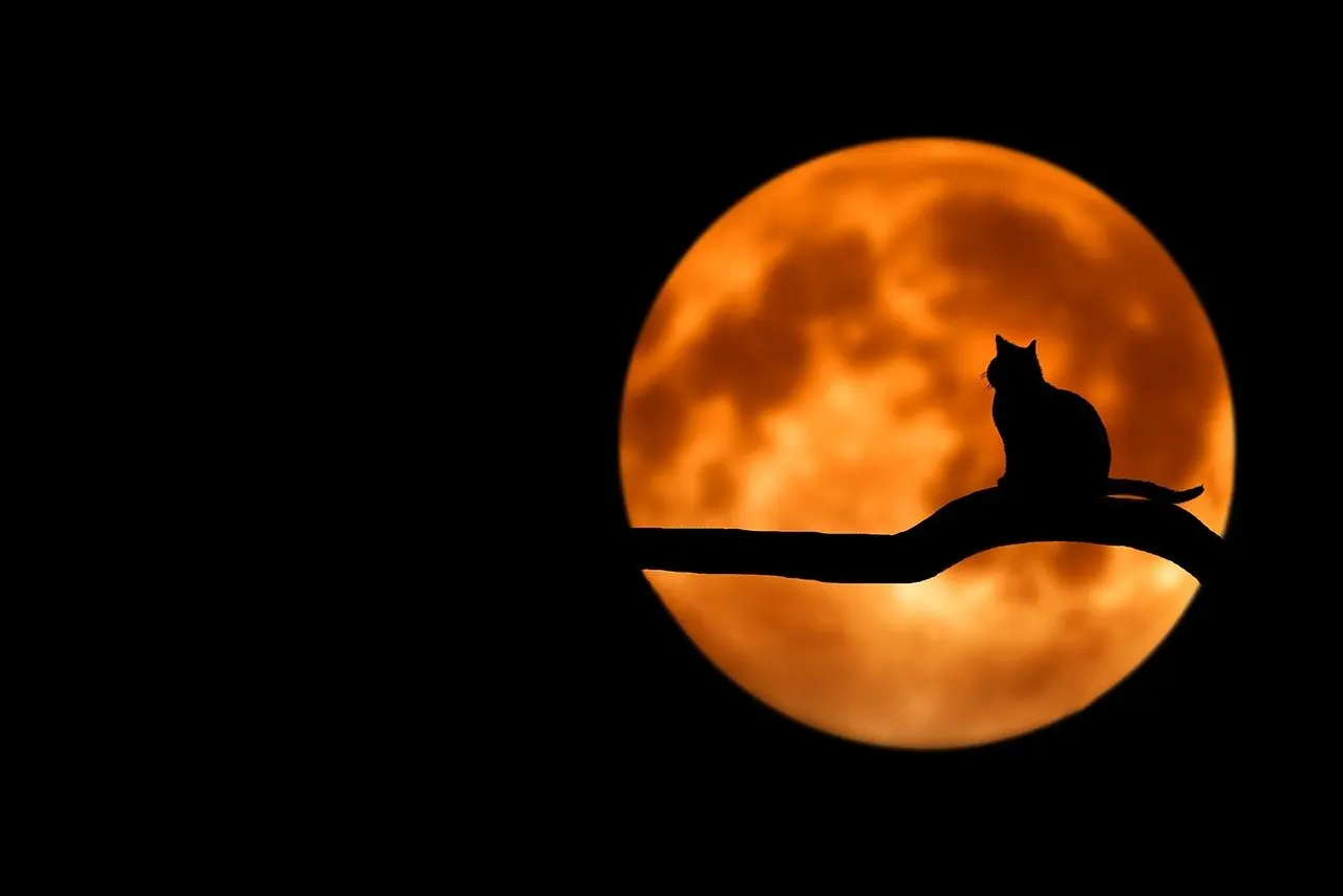 Cat With Moon
