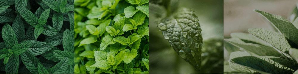 FREE MINT TODAY!