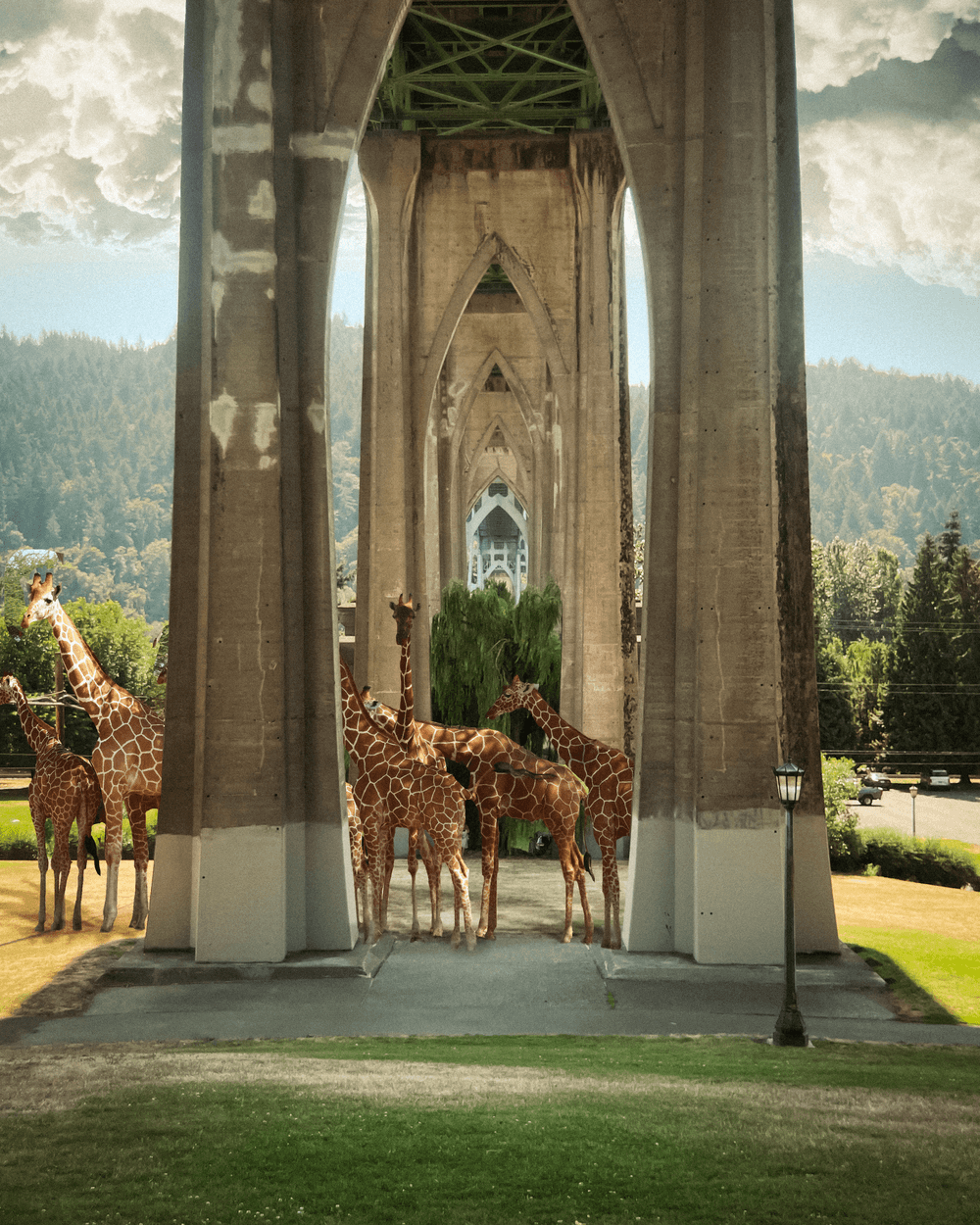 Displaced: Giraffe in the City