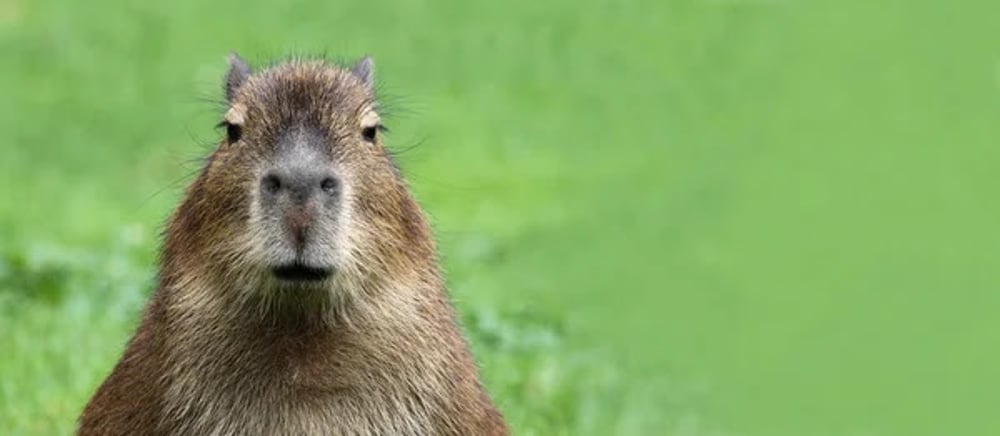 AI capybara