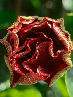 VIAN FLOWER
