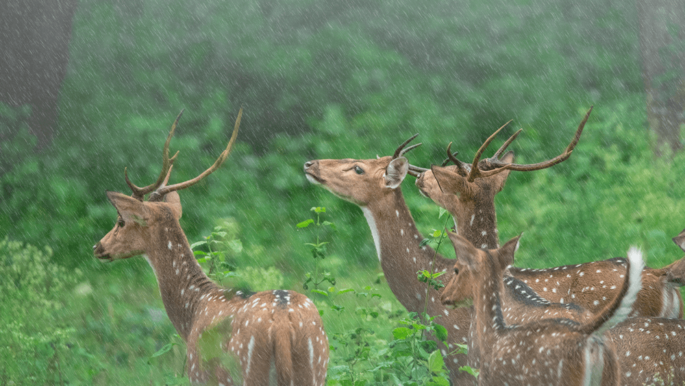Wild Scapes