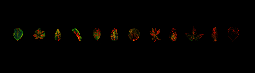 Amazonia Series