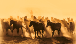 Kayseri Horses