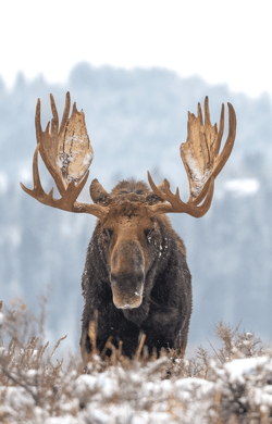 Brynn Alise Majestic Editions