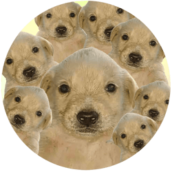 DegenDoggos NFT