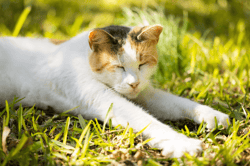 British Shorthair V2