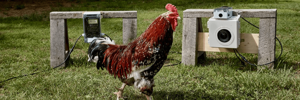 chicken.photos