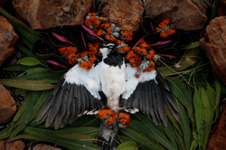 Burial Rites V2