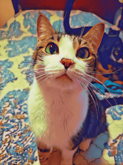 Proud Of Your Cat