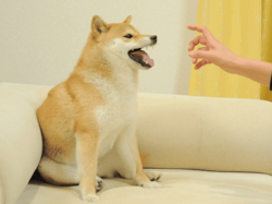 Feisty Doge Prints