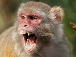 Ape-net