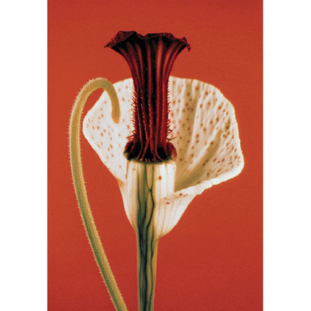 Botany: a photographic retrospective
