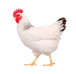 JustaChicken