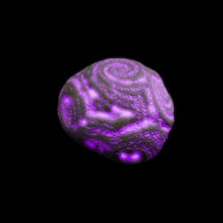 The Evolving Forest Genesis