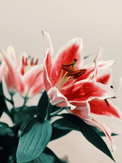 In Bloom - OuAgz8WkoC