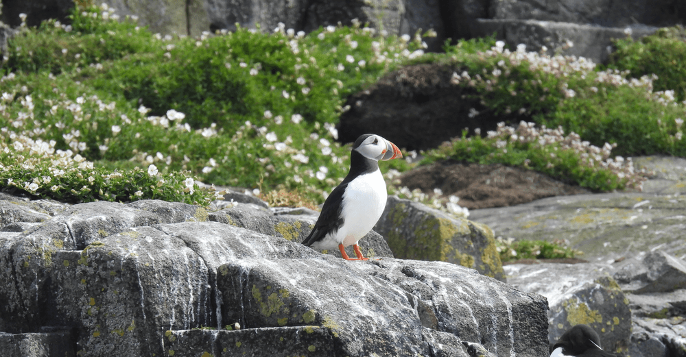 Puffin Portrait by Blue Jay Way