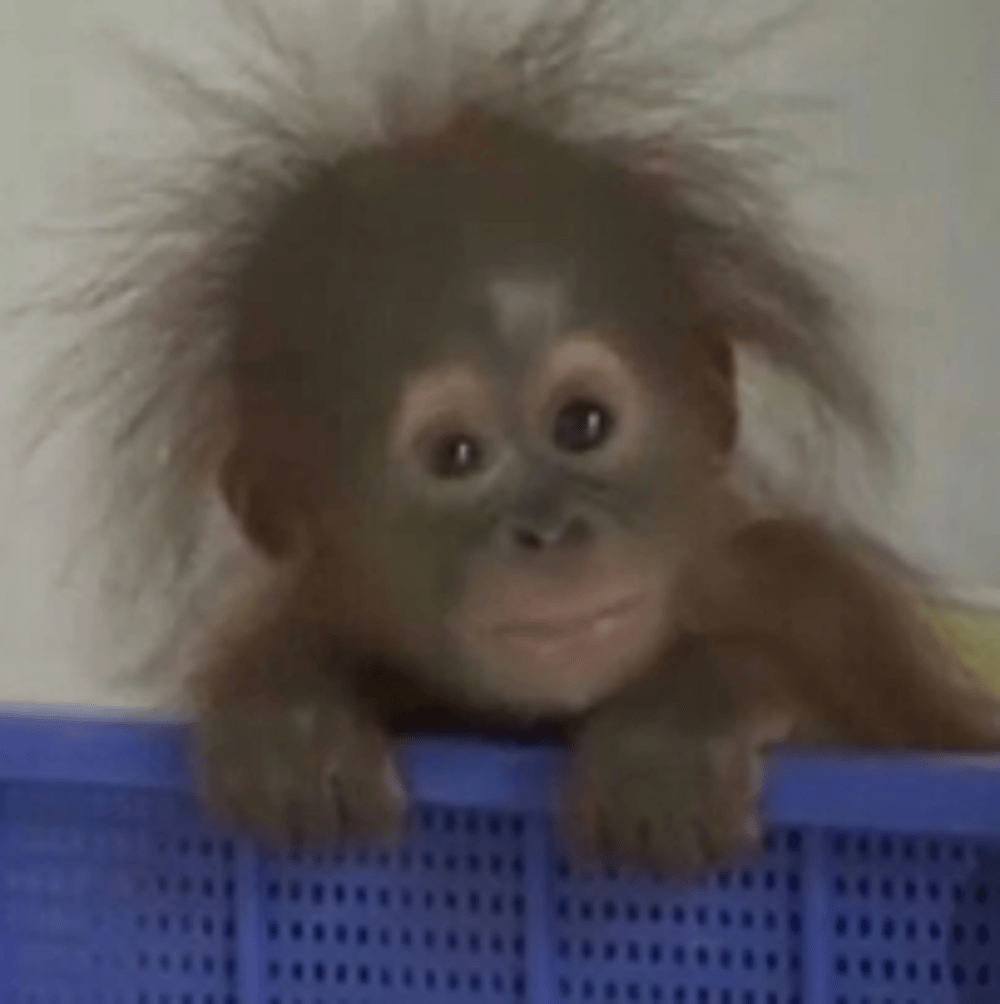BABYMONKEY