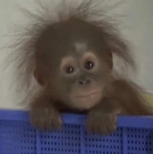 BABYMONKEY